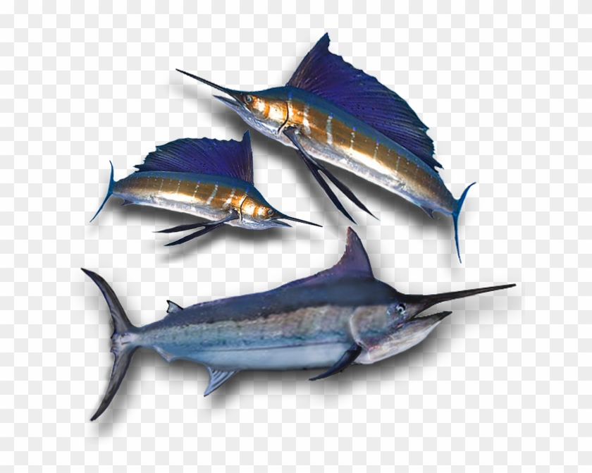 Atlantic Blue Marlin Clipart