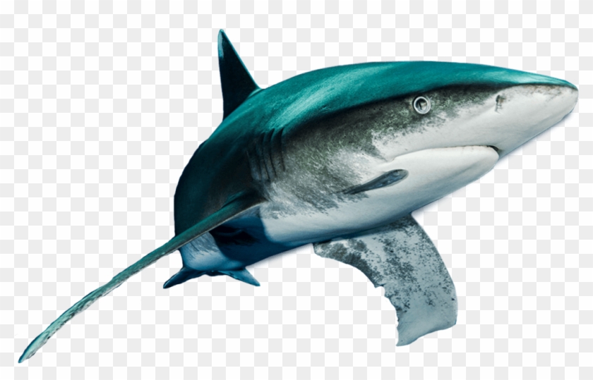 Shark - Atlantic Blue Marlin Clipart #3701454