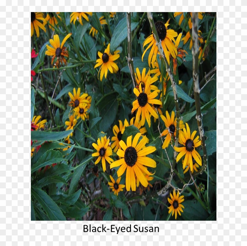 Flower 4 Flower 5 - Black-eyed Susan Clipart #3701572