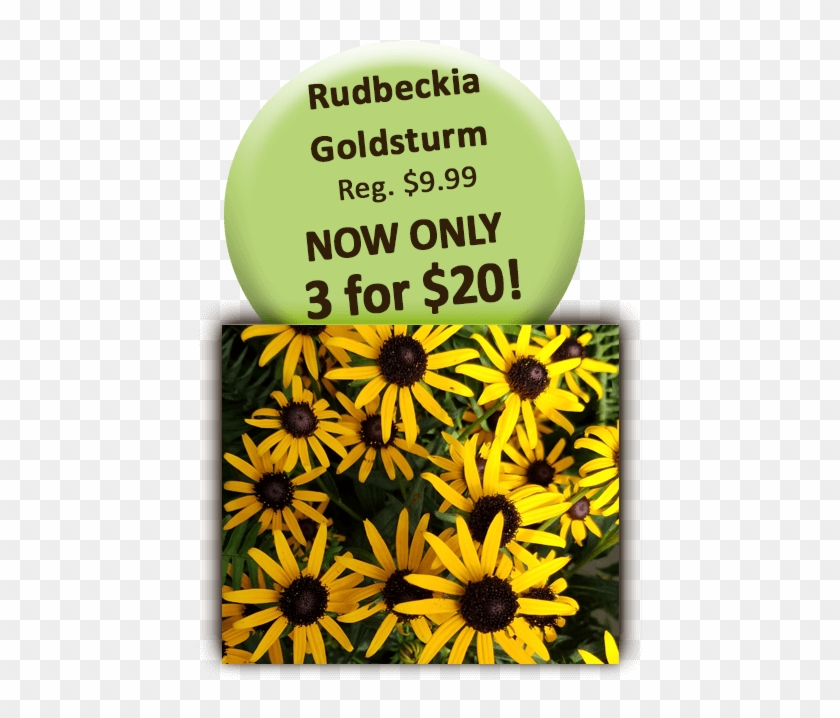 Rudbeckia Goldstrum - Black-eyed Susan Clipart #3702025