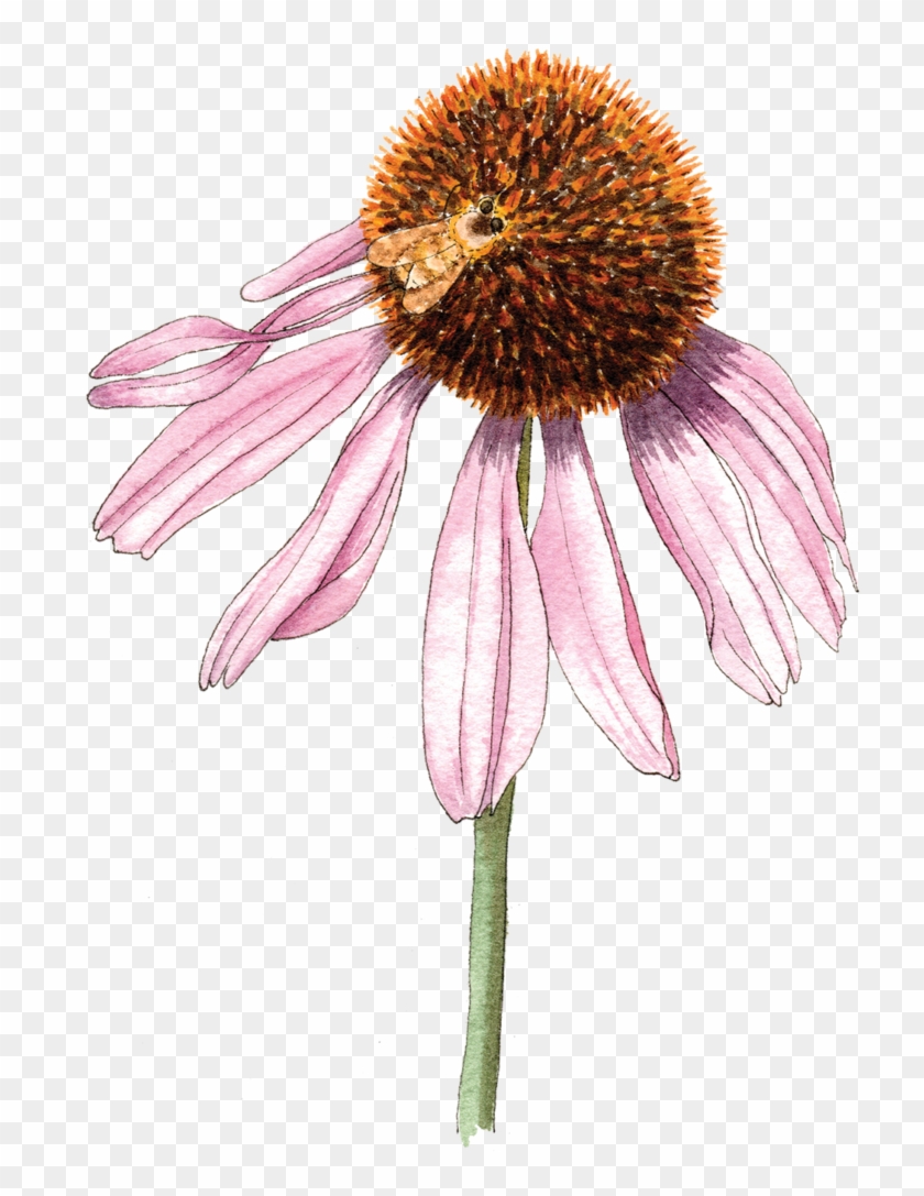 Echinaceabee 300 - Purple Coneflower Clipart