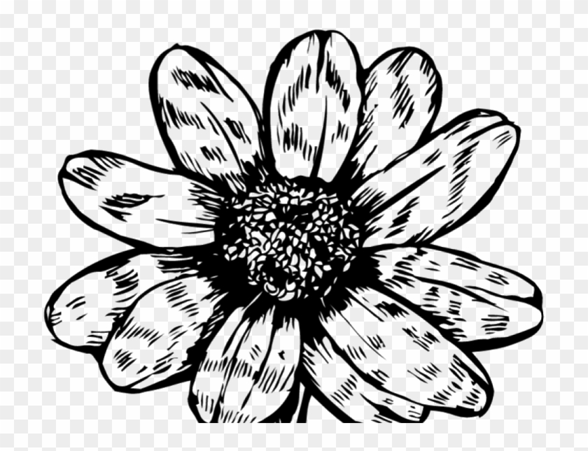 Black Flower Png - African Daisy Clipart