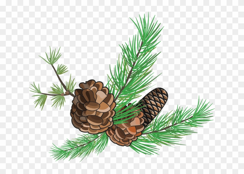 Like Us On Facebook - Shortstraw Pine Clipart #3704254