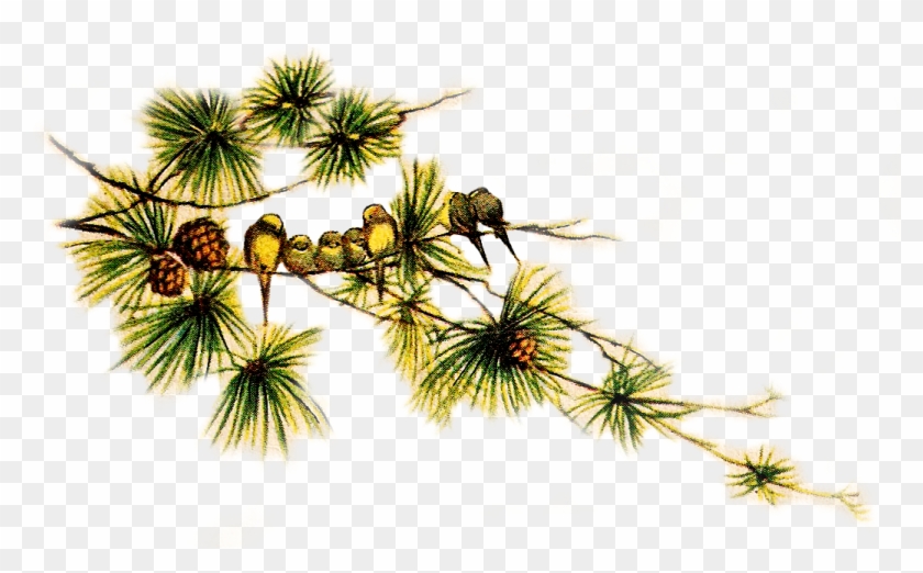 Pinecone Clipart Pine Sprig - Vintage Pine Cone Png Transparent Png #3704277