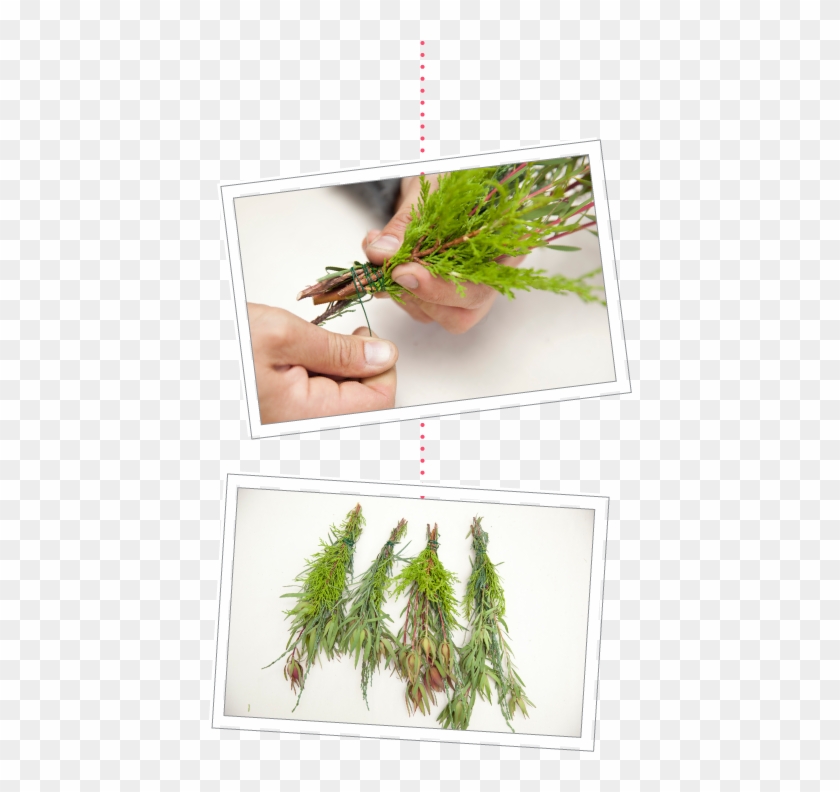 Bundle Pics - Georgia Pine Clipart #3704483