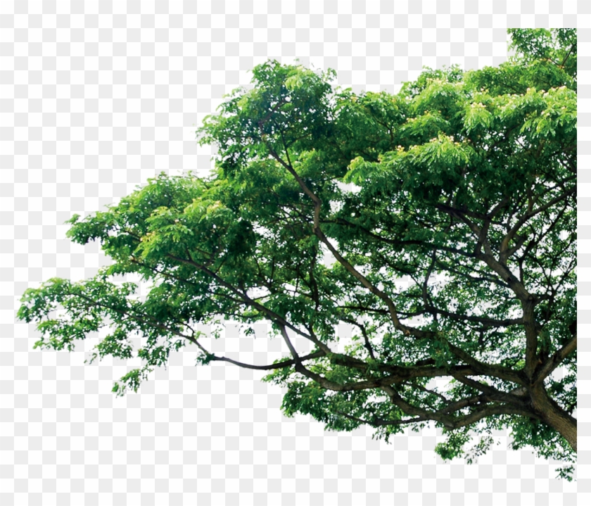 Дерево Png Clipart