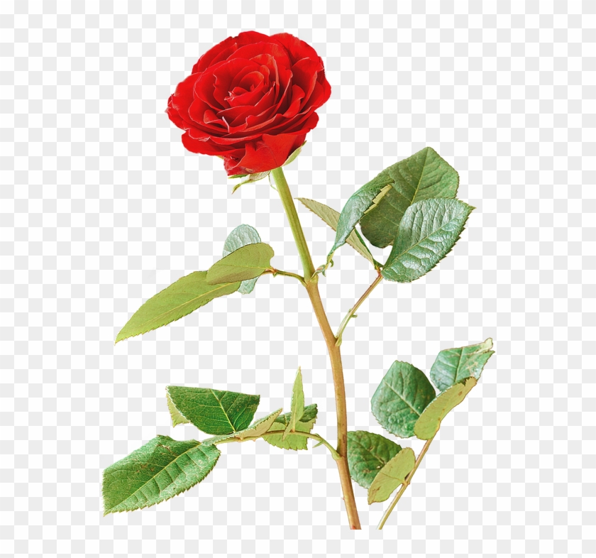 Rosa, Vermelho, Rosa Vermelha, Flor, Isolado - Rosa Rossa Png Clipart #3704947