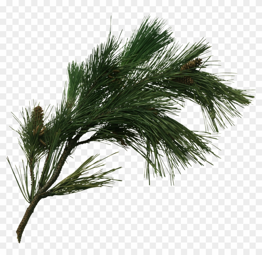 Pine Tree Fir Pinus Pinaster Cone Transprent - Pine Tree Branch Png Clipart