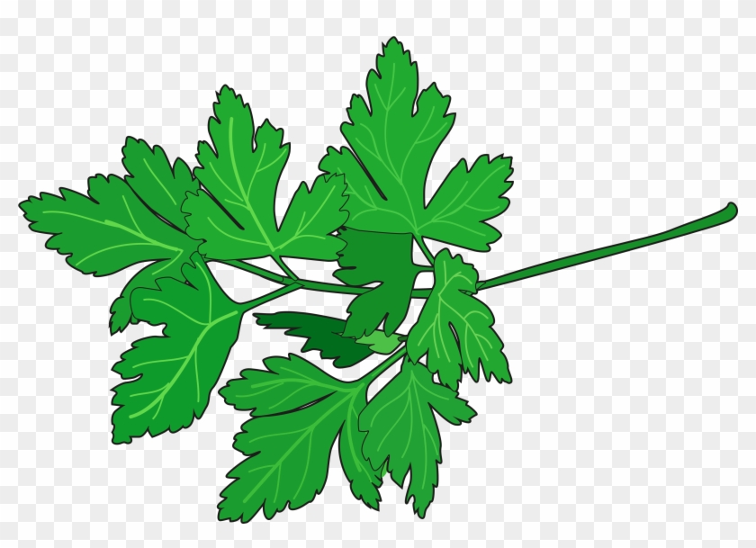 Perejil Dibujo Png Clipart