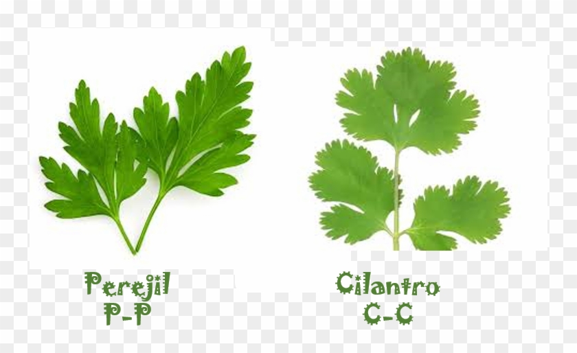 Herbal Medicine For Mercury Poisoning Clipart