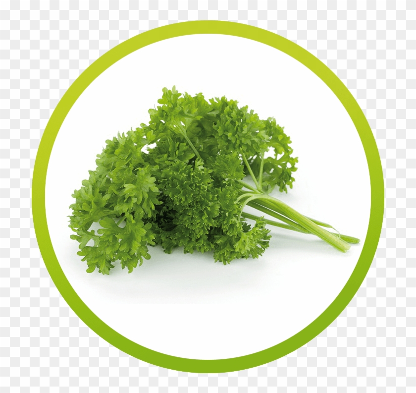 Parsley Clipart #3705385