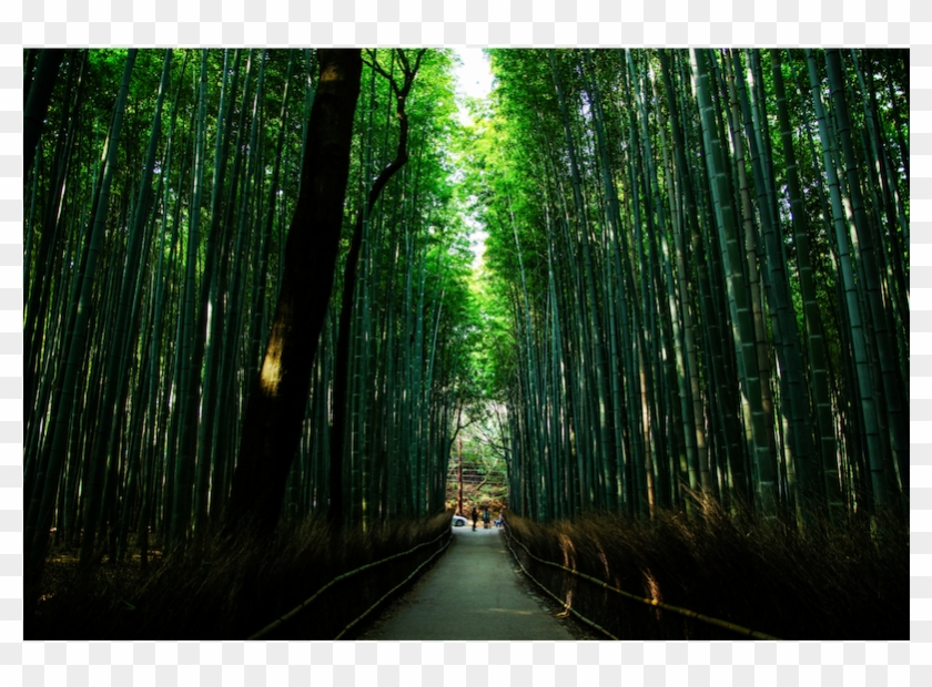 The Most Beautiful Forest You Will Ever See - Kyoto Clipart #3705939