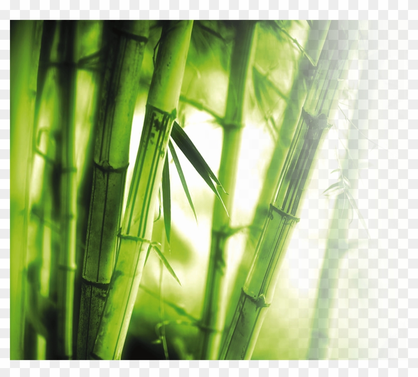 Lush Bamboo Forest Photography No - High Resolution Wallpaper Bamboo Clipart