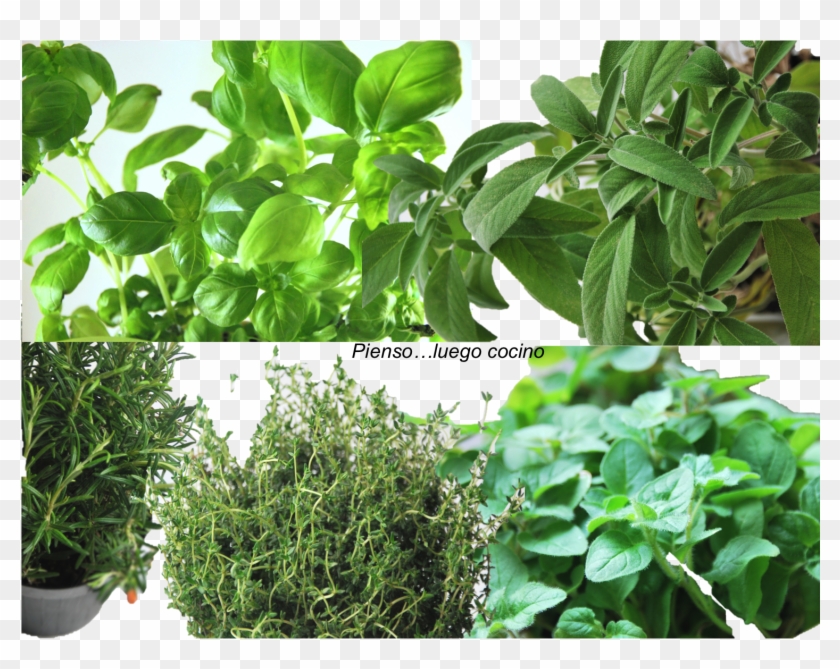 Normalmente Utilizaremos La Mitad De Hierbas Secas, - Plantation Clipart