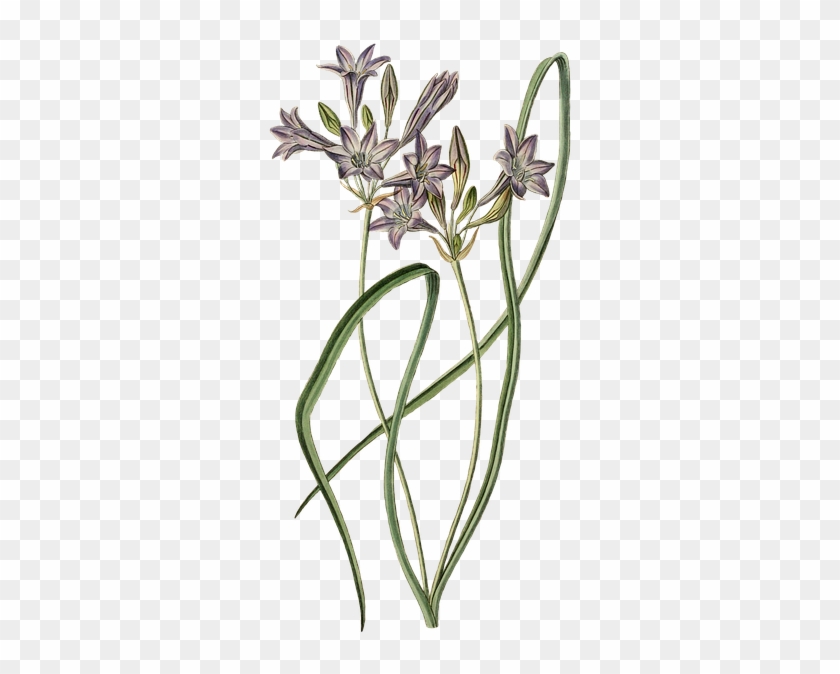 Leek Ornamental Onion Flower Plant Blossom Bloom - Illustration Clipart