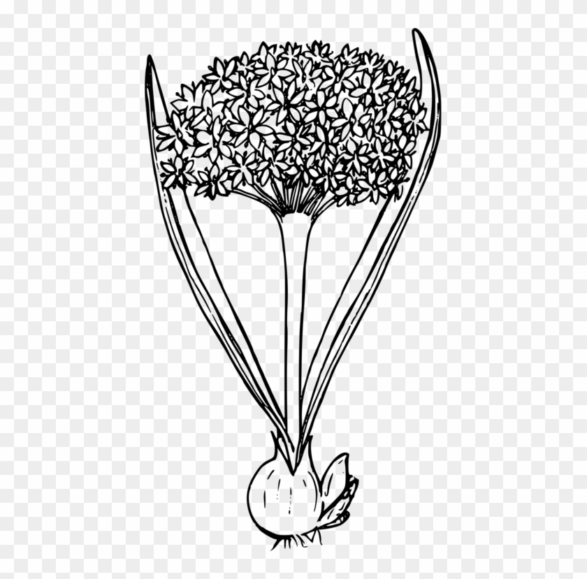 Onion Plants Computer Icons Drawing - Santan Flower Clipart Black And White - Png Download