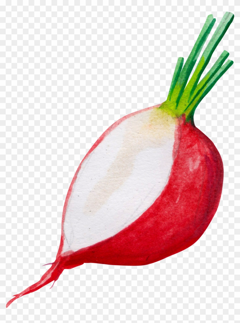 Onion Plant Png Clipart