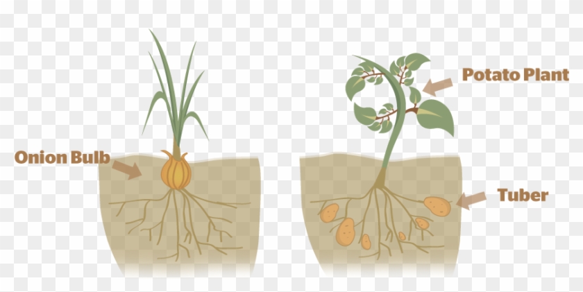 Was This Helpful - Asexual Reproduction In Plants Bulb Clipart