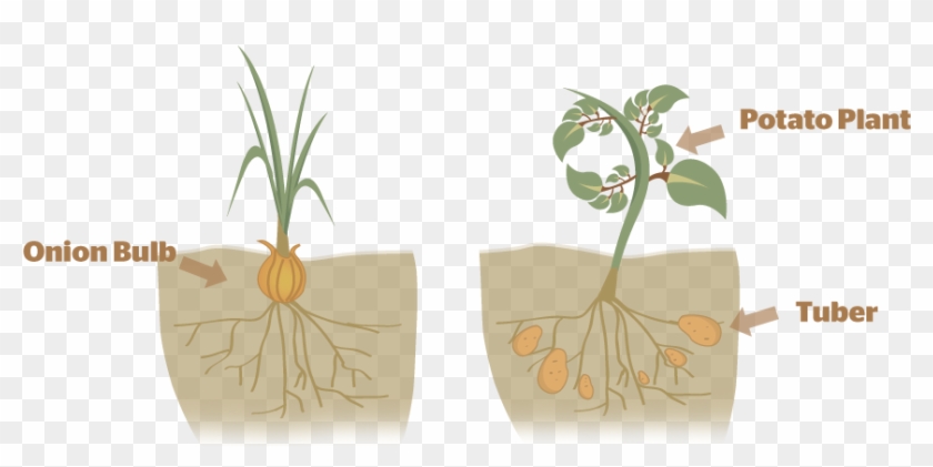 Was This Helpful - Asexual Reproduction In Plants Bulb Clipart #3709189