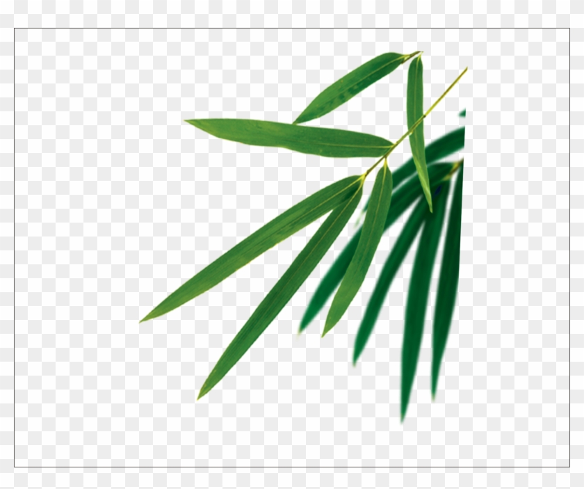 Bamboo Leaves Vector - Bamboo Leaf Vector Free Clipart