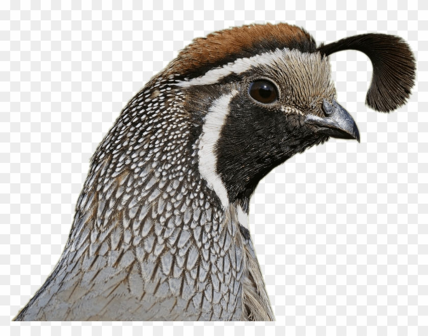 Quail Head - عکس های بلدرچین Clipart #3709831