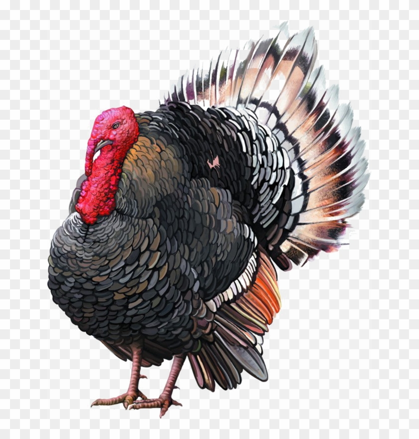 Turkey Bird Png Image Background - Thing On Turkey Chin Clipart #3710044