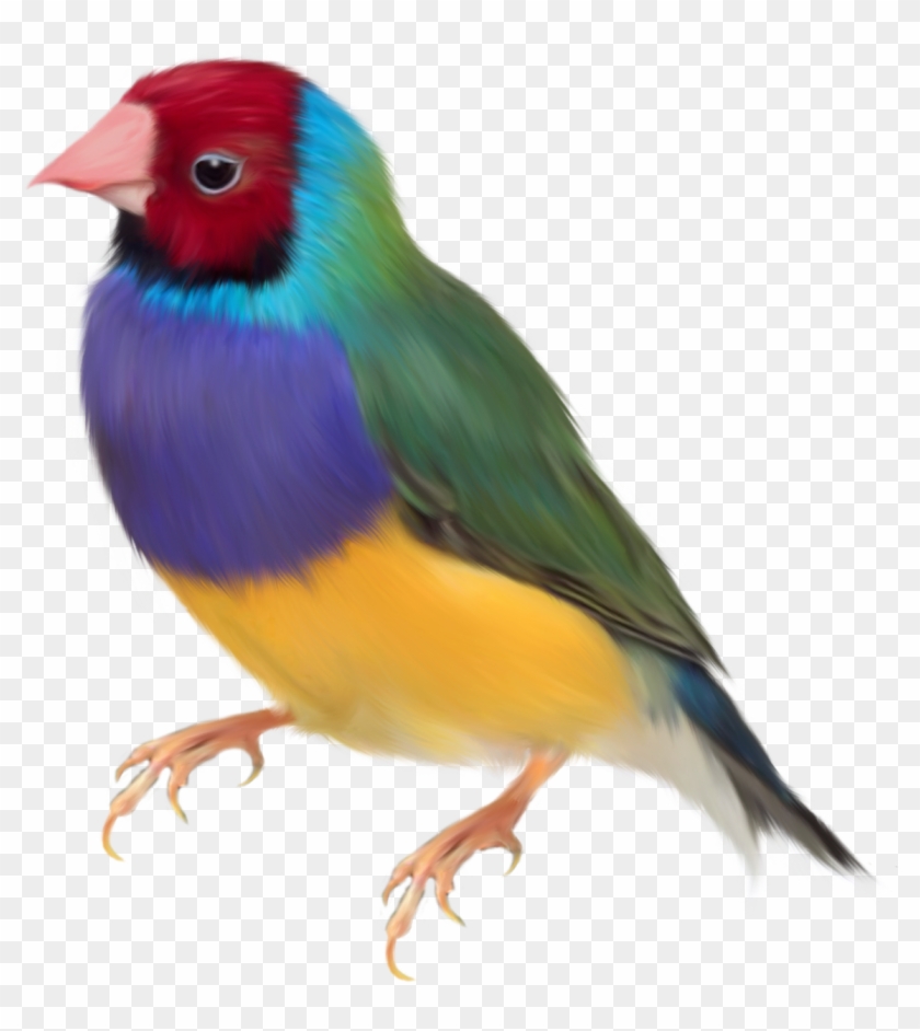 Gouldian Finch Png Clipart #3710187