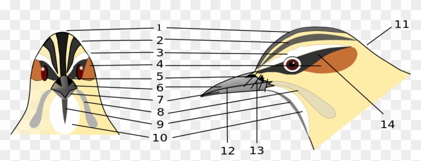 File - Birdhead - Svg - Cartoon Clipart #3710408