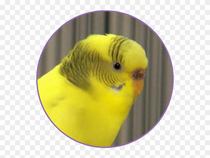 Contact - Budgie Clipart #3710418