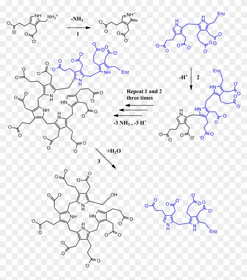 Full Pbg Deaminase Mechanism - Porphobilinogen Deaminase Clipart #3711262