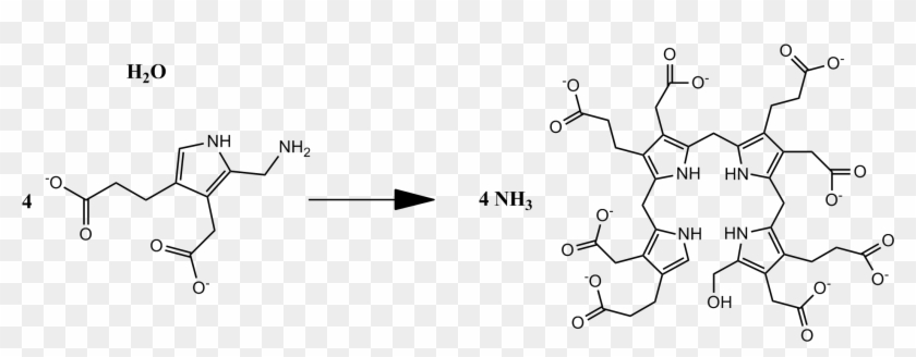 Overall Pbg Deaminase Reaction - Porphobilinogen Deaminase Structure Clipart