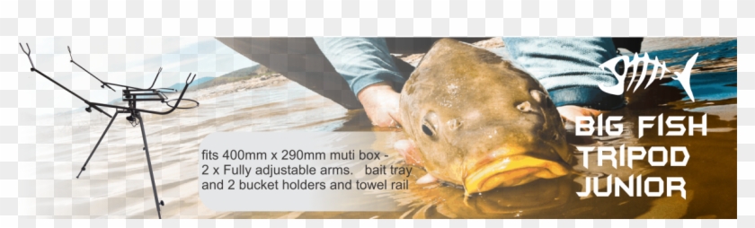 Big Fish Tripod Junior - Carp Clipart