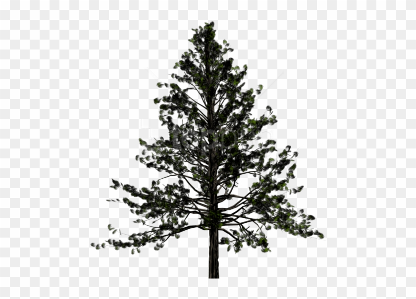 Free Png Fir-tree Free Download Png Png Images Transparent - Transparent Background Pine Tree Clipart