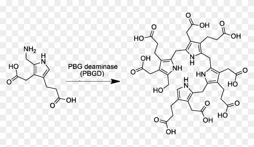 Pre Uroporphyrinogen Synthesis From Porphobilinogen - Uroporphyrinogen 1 Clipart