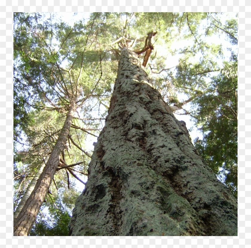 Doug Fir - Redwood Clipart #3712127