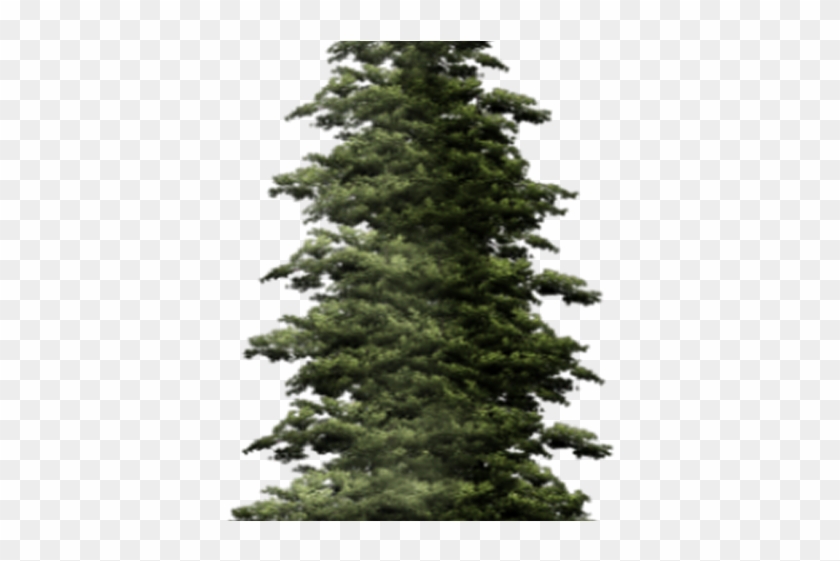 Fir-tree Png Transparent Images - Png Pine Trees Transparent Jpg Clipart