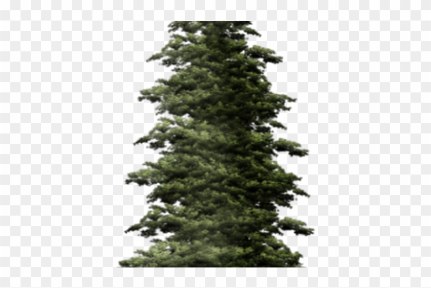 Fir-tree Png Transparent Images - Png Pine Trees Transparent Jpg Clipart #3712152
