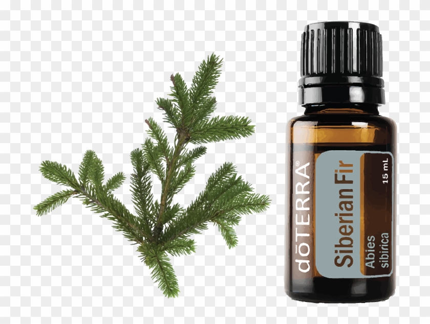 Description - Lavender Doterra Clipart