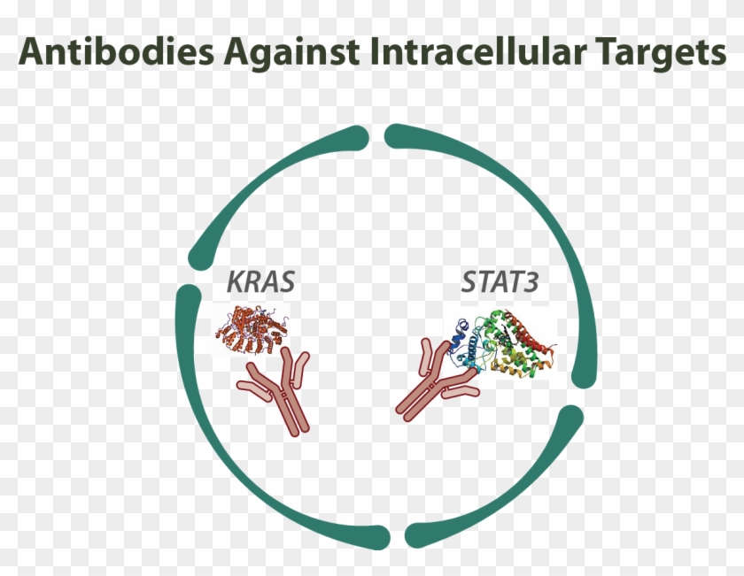 Antibodies Against Intracellular Targets - Intracellular Antibodies Clipart #3712556