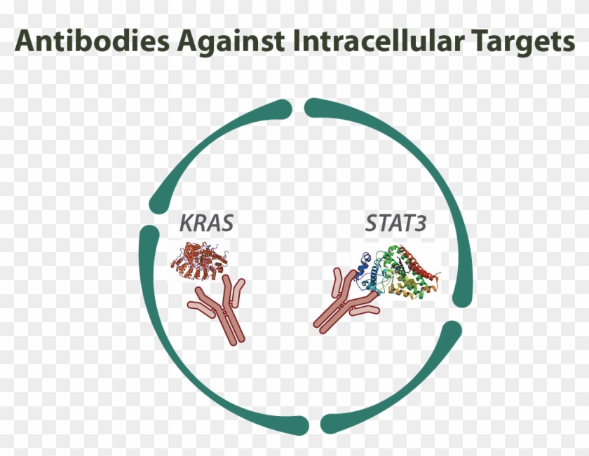 Antibodies Against Intracellular Targets - Intracellular Antibodies Clipart