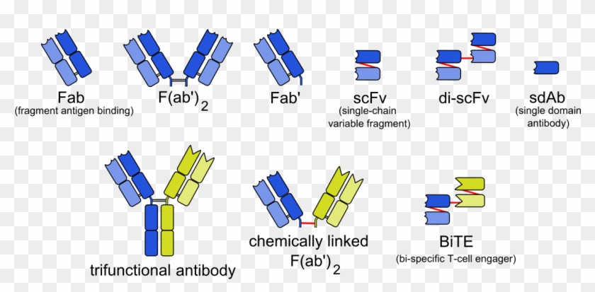 Bifunctional Antibody Clipart