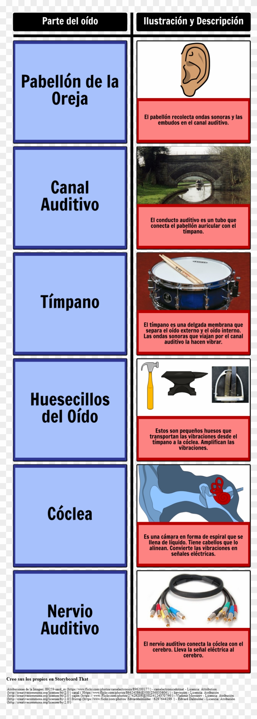 Partes Del Oído - Ear Clipart