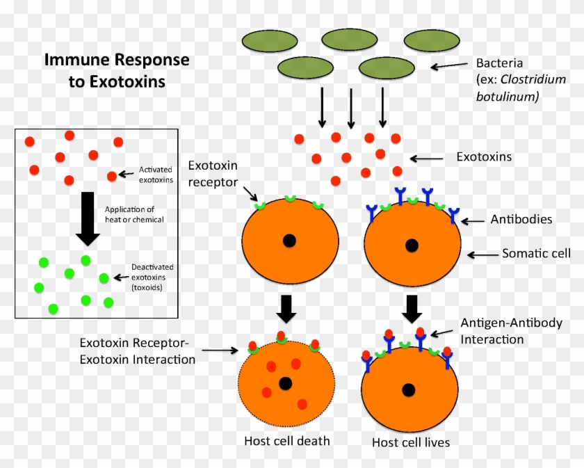 Immune Response To Exotoxins - Difference Entre Endotoxine Et Exotoxine Clipart