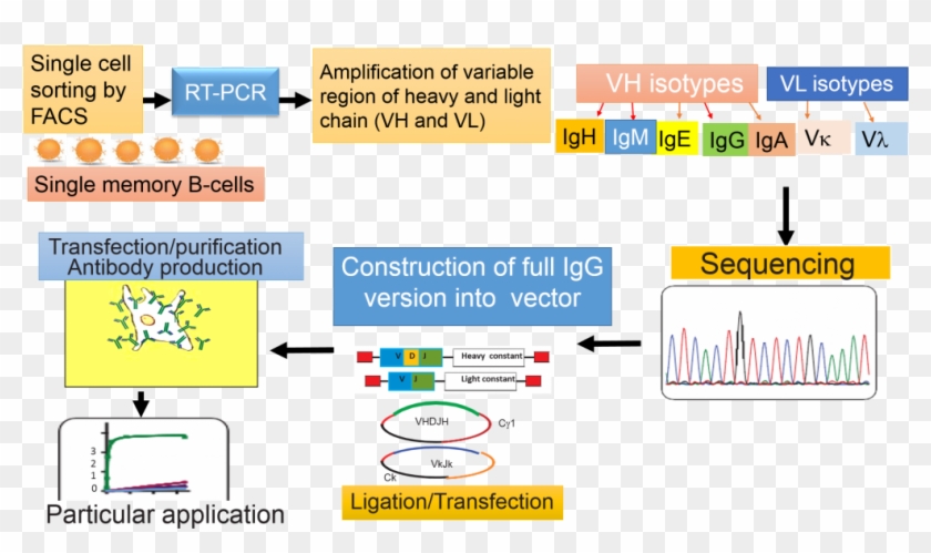 Overview Of Methodology Used For Single B-cell Antibody - Single B Cell Antibody Technologies Clipart