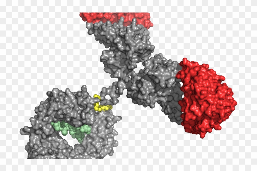 Seedless Fruit Clipart #3712834