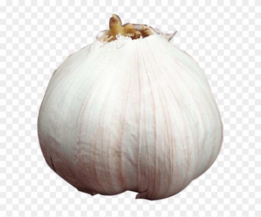 Ajo - Garlic Clipart