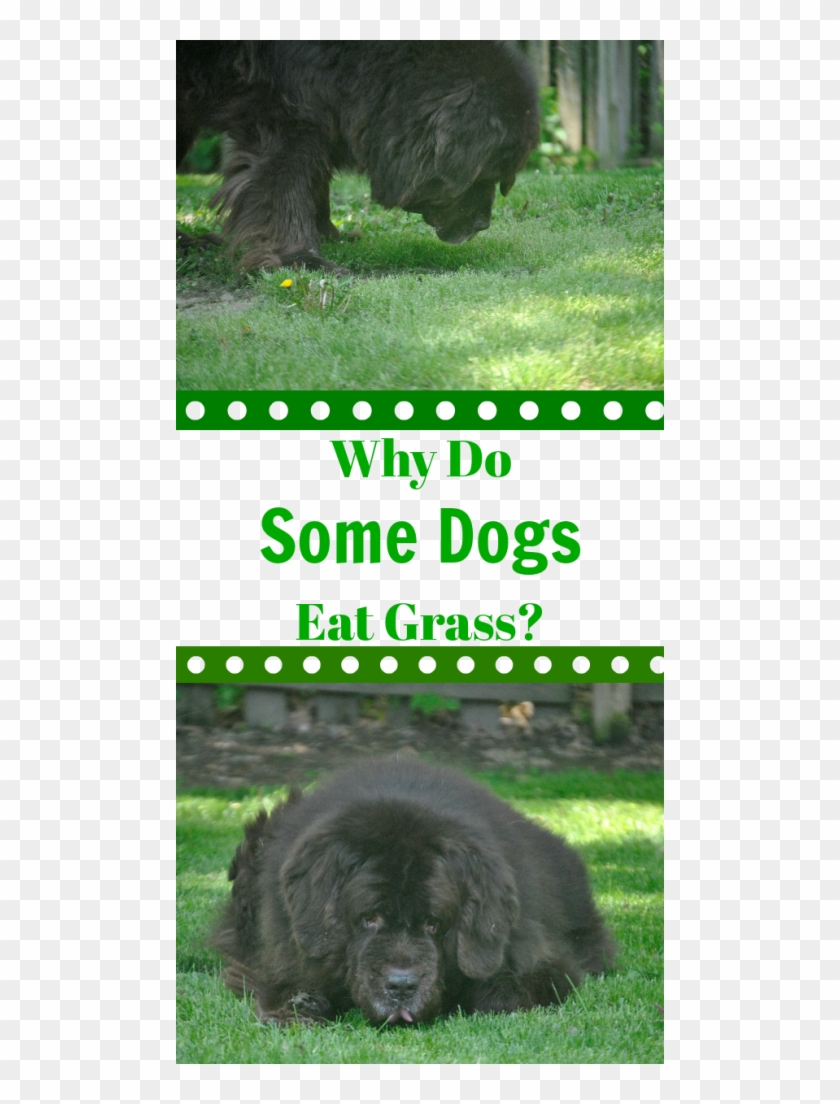 Contary To Popular Belief, When Dogs Eat Grass It Doesn't - Dog Toy Clipart #3713460