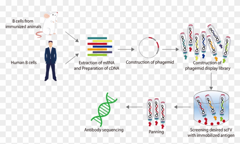 Diagram Clipart #3713493