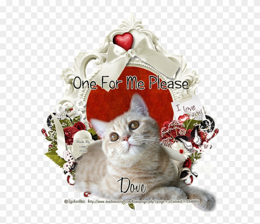 Igolochka Ofmp 119 Dove - Domestic Short-haired Cat Clipart