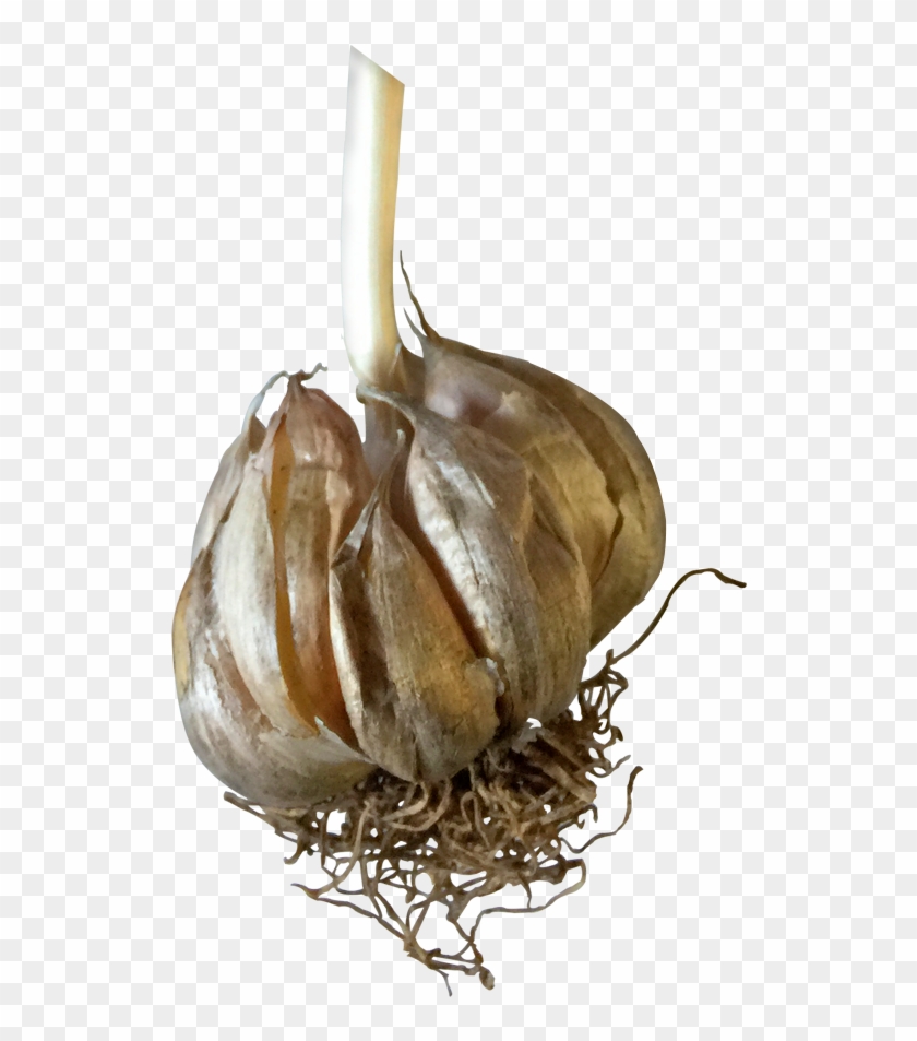 Ajo - Garlic Clipart